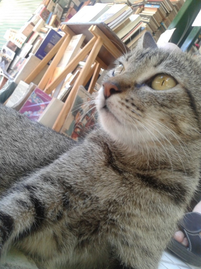 alegato fondo libros3